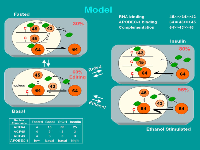 Mrna Editing